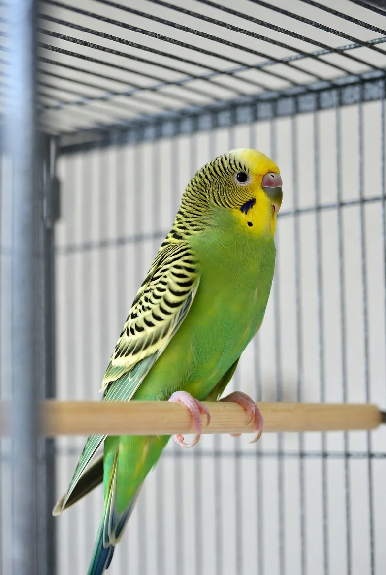Волнистый попугай вместе с клеткой