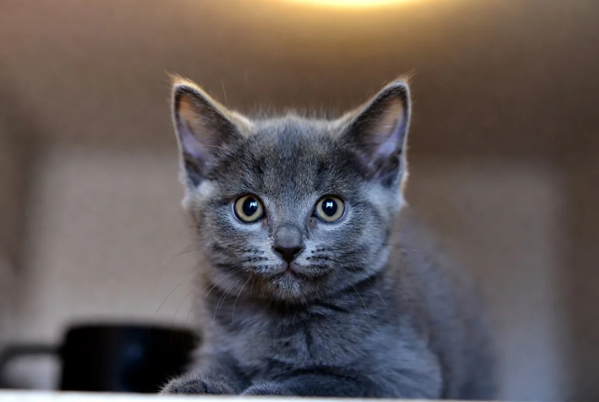 Серый котёнок в добрые руки